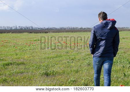 A Man In A Jacket On A Field Of Tulips. Glade With Tulips