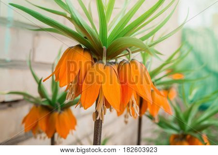 crown Imperial flower in full glory the view from below