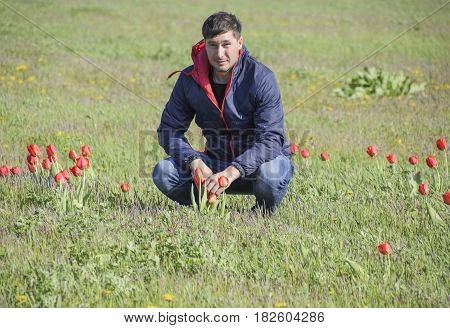 A Man In A Jacket On A Field Of Tulips. Glade With Tulips