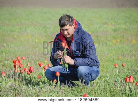 A Man In A Jacket On A Field Of Tulips. Glade With Tulips