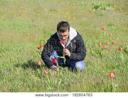 A Man In A Jacket On A Field Of Tulips. Glade With Tulips. A Man Is Tearing Tulips In A Bouquet