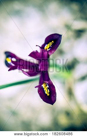 Iris Reticulata Iridodictyum On Flower Bed Low Depth Of Field