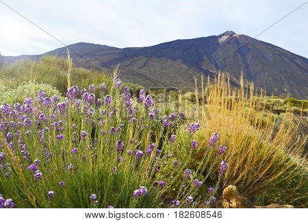 Beautiful view of Teide National Park in Tenerife,Canary Islands,Spain.