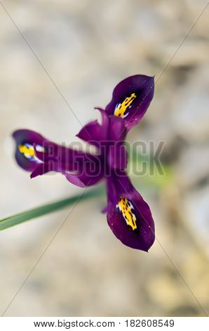 Iris Reticulata Iridodictyum On Flower Bed Low Depth Of Field