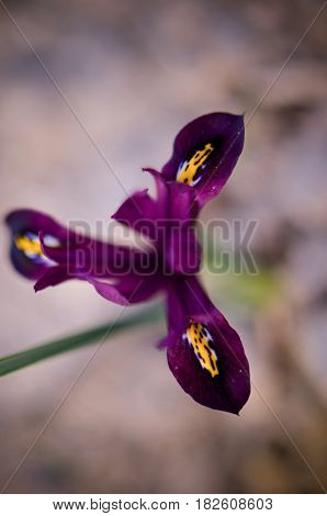 Iris Reticulata Iridodictyum On Flower Bed Low Depth Of Field