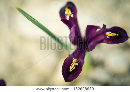 Iris Reticulata Iridodictyum On Flower Bed Low Depth Of Field