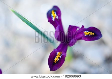 Iris Reticulata Iridodictyum On Flower Bed Low Depth Of Field