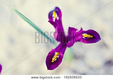 Iris Reticulata Iridodictyum On Flower Bed Low Depth Of Field