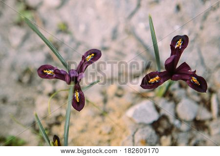 Iris Reticulata Iridodictyum On Flower Bed Low Depth Of Field
