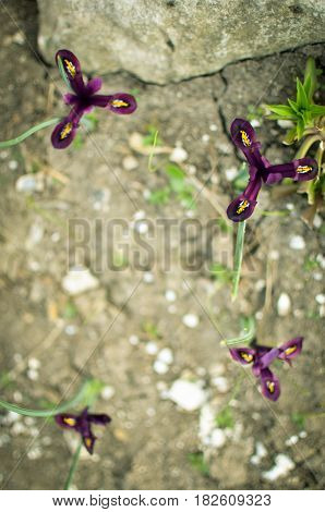 Iris Reticulata Iridodictyum On Flower Bed Low Depth Of Field