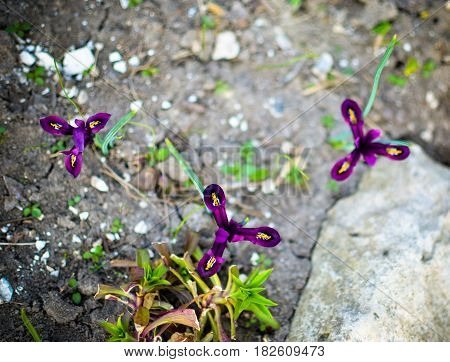 Iris Reticulata Iridodictyum On Flower Bed Low Depth Of Field