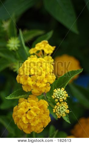 Lantana