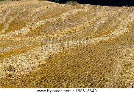 Picture of the compressed band on wheat field