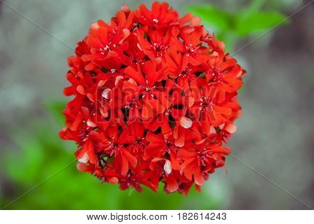 A flower of a scarlet carnation in the garden on a blurred background