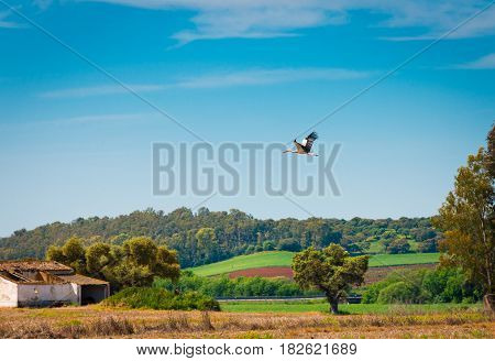 Stork flying over the dehesa of Extremadura Spain