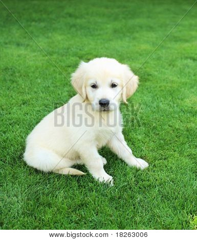 Labrador nulikka