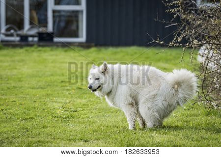 Samoyed Dog Taking A Dump
