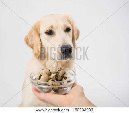 A plate with quail eggs in the hands of a man as a food for a dog golden retriever on white background. Studio shoot