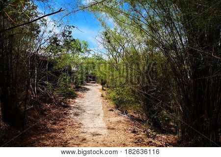 Uphill Route With Bamboo Grove