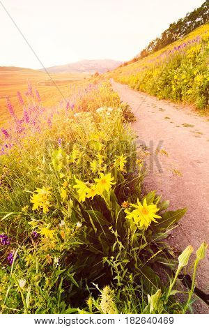 Wildflowers