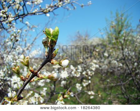 torn blomst