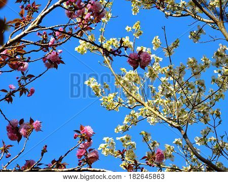 Trees, pink cherry and cherry blossom with blue sky background.