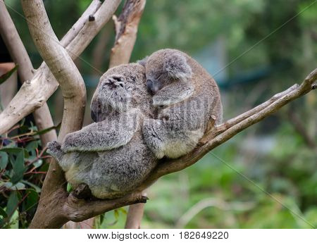 Koala and baby Koala relaxing in a tree