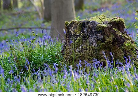 Bluebells Flowers Hallerbos