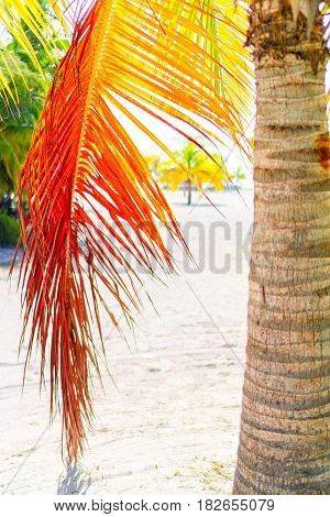 Lines and textures of green palm leaves