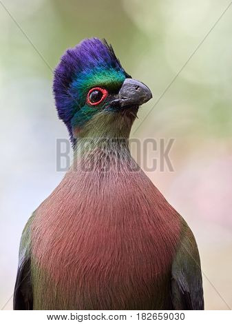 Portrait of Purple-crested turaco (Tauraco porphyreolophus)