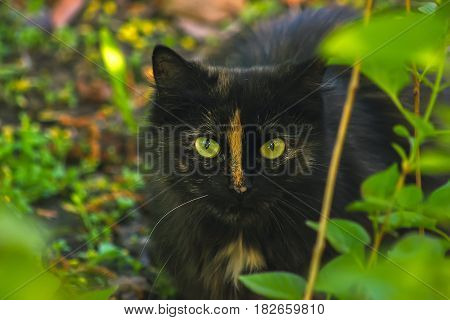 black cat hiding in bush, hunting on mouse
