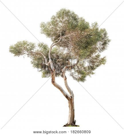 beautiful and tall eucalyptus old tree isolated on white background