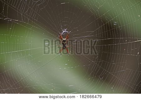 Spiny Bodied Spider in Its Web in Tortuguero National Park in Costa Rica