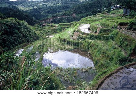 Rice is cultivated in the ancient  rice terraces, carved into the mountains, near the city of Banaue, Ifugao Province, in the Philippines.