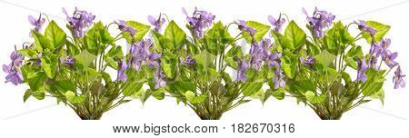Several bouquets of field violets in a row.Violets isolated on a white background.