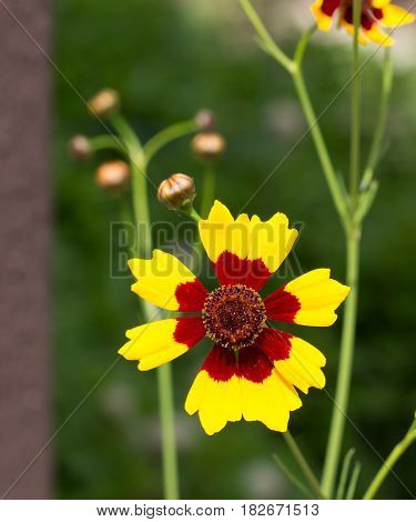 A yellow and maroon Coreopsis Tinctoria flower basking in the sun gloriously.