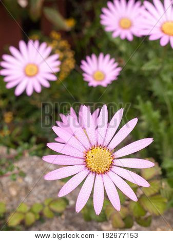 A Stunning Close Up Of A Spring Flower With Big White Petals Sticking Out And A Yellow And Purple Ce