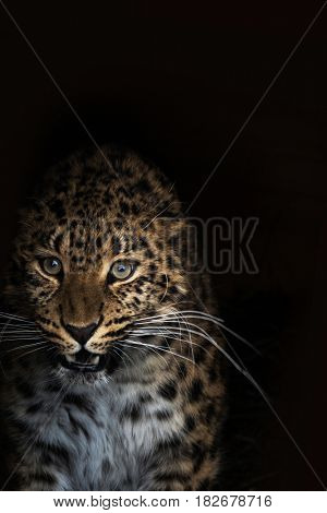 Portrait of the female leopard from fast east in a zoo