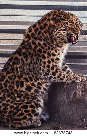 Portrait of the female leopard from fast east in a zoo
