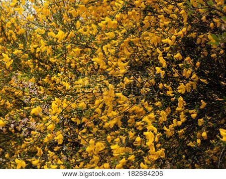 Beautiful Tree Seen From The Side With Tons And Dozens Of Gorse Yellow Oily Wax Flower Heads Shining