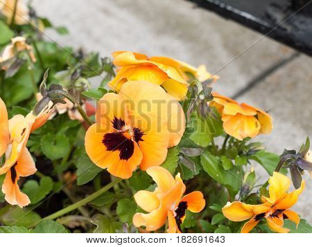 gorgeous orange and black flower heads in box at the front of house pretty colorful ornate and vibrant unique flowering blossoming fresh ripe spring uk soil plants gardening growing