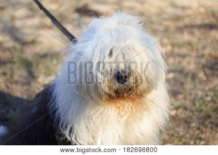 Very Big Very Shaggy, Faithful, Kind Service Dog.