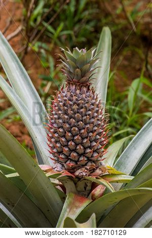 Pineapple growing wild in the jungle of Thailand