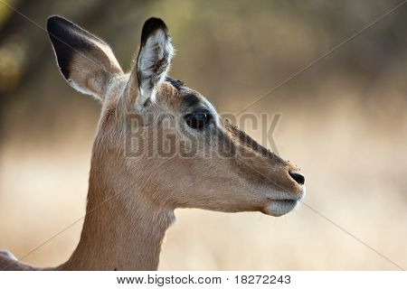 Impala doe