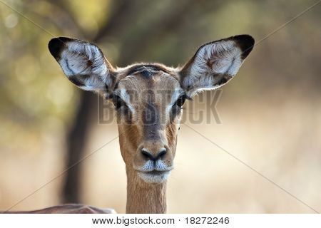 Impala doe arka-aydınlatma portre ile