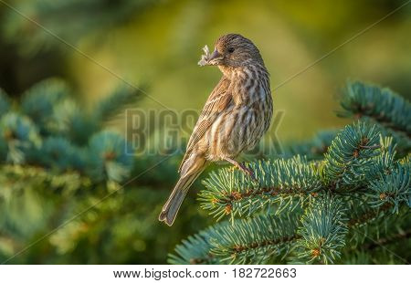 A house Finch taken in Cleveland, Ohio