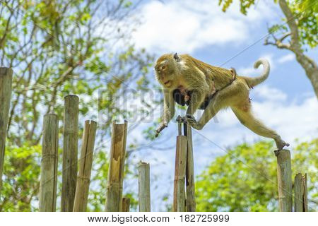 Monkey on Railay beach in Thailand