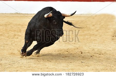 bull in the spanish bullring with big antlers