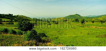 Agriculture landscape with fields of teff at morning in Ethiopia