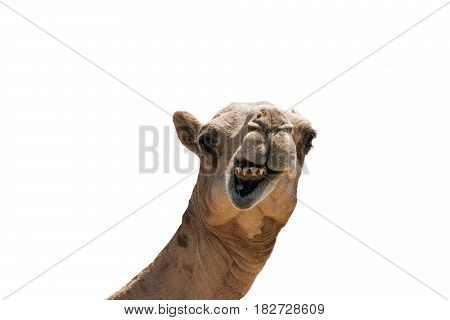 funny looking smiling camel isolated on a white background from Oman
